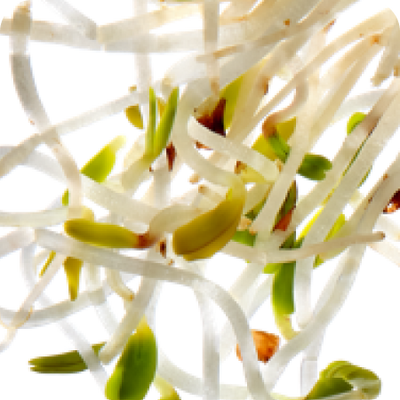 Alfalfa sprout