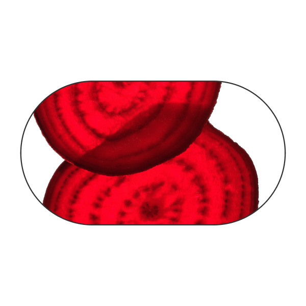 Remolacha