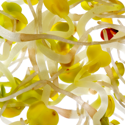 Broccoli sprout