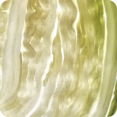 Cabbage