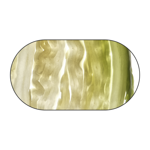 Repollo