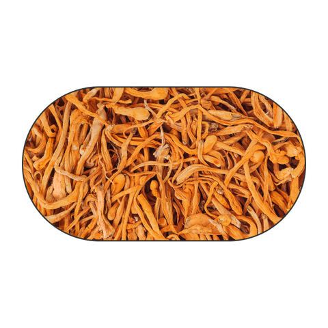 Cordyceps mushroom mycelium