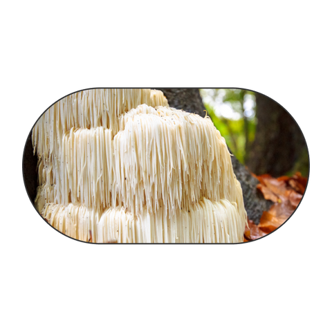 Lion’s mane mushroom mycelium