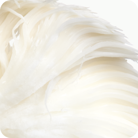 Close-up of lions mane mushroom on a white background