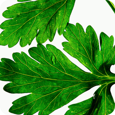 Parsley