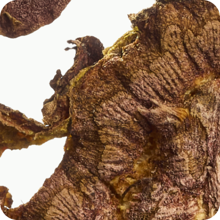 Close-up of dried rhodiola on a white background