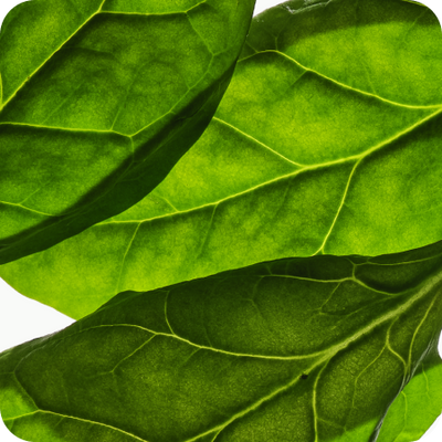 Spinach