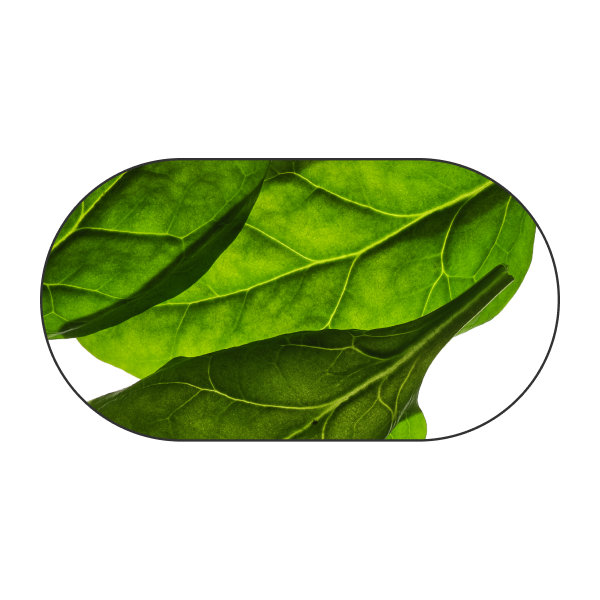 Espinaca