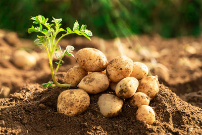Resistant potato starch​